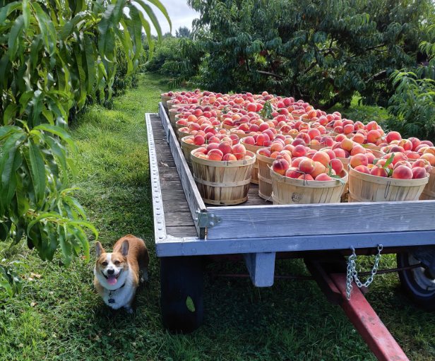 Peaches on Long Island- Festivals, Fields, Mazes & More! Copy